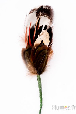 Composition en plumes n° 7 - longueur 13 cm - naturel
